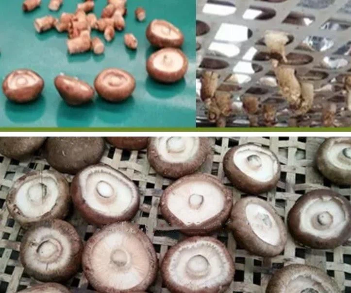 Mushroom Stem Removing Machine
