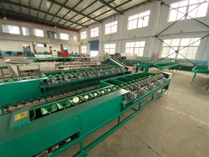 Avocado Dragon Fruit Sorting Machine factory